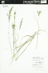 Calamagrostis stricta subsp. inexpansa image