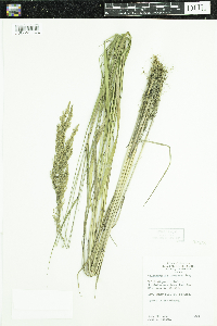 Calamagrostis stricta subsp. inexpansa image