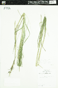 Calamagrostis stricta subsp. inexpansa image