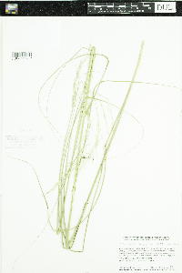 Calamovilfa longifolia image