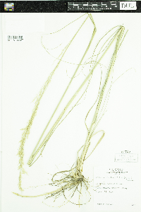 Calamovilfa longifolia image