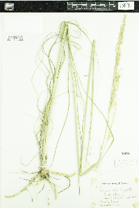 Calamovilfa longifolia image