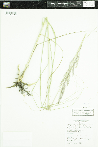 Calamovilfa longifolia image