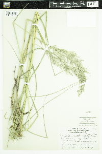 Calamagrostis canadensis var. canadensis image