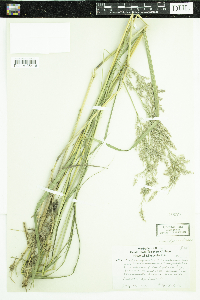 Calamagrostis canadensis var. canadensis image