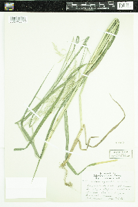 Calamagrostis canadensis var. canadensis image
