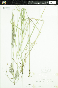 Calamagrostis canadensis image
