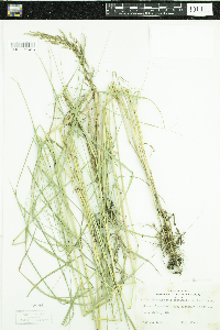 Calamagrostis canadensis image