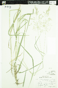 Calamagrostis canadensis image