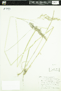Calamagrostis canadensis image