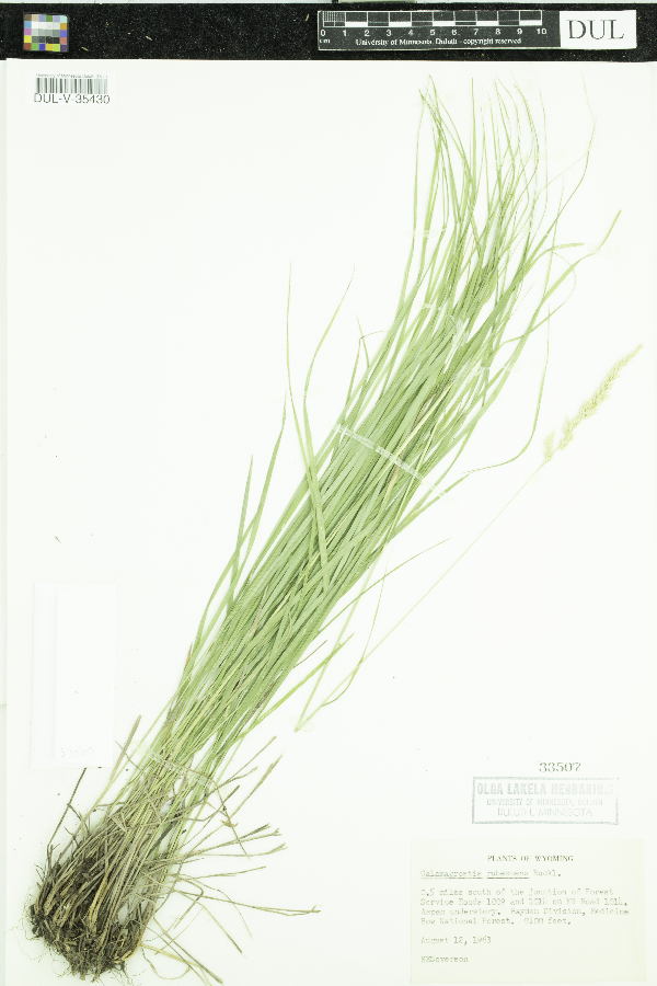 Calamagrostis rubescens image