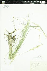 Calamagrostis rubescens image