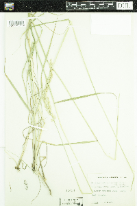 Calamagrostis rubescens image