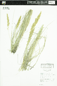 Calamagrostis stricta subsp. inexpansa image