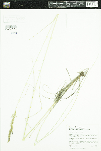 Calamagrostis stricta subsp. inexpansa image