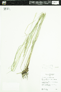 Calamagrostis stricta subsp. inexpansa image