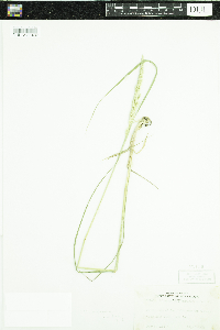 Calamagrostis stricta subsp. inexpansa image