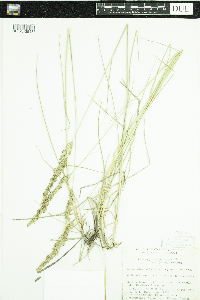 Calamagrostis stricta subsp. inexpansa image