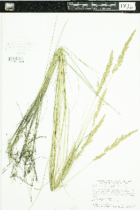 Calamagrostis stricta subsp. inexpansa image