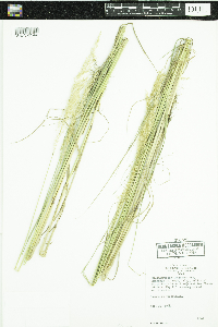 Calamagrostis stricta subsp. inexpansa image