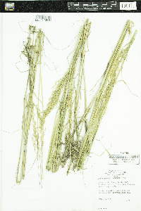 Calamagrostis stricta subsp. inexpansa image