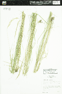 Calamagrostis stricta subsp. inexpansa image