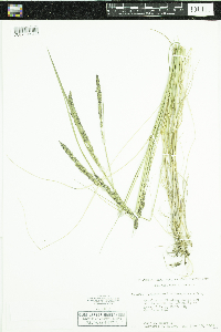 Calamagrostis stricta subsp. inexpansa image