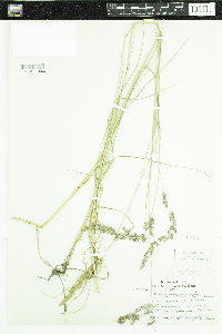 Calamagrostis stricta subsp. inexpansa image
