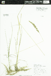 Calamagrostis stricta subsp. inexpansa image