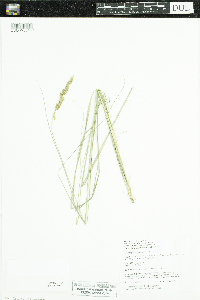Calamagrostis stricta subsp. inexpansa image
