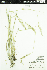 Calamagrostis stricta subsp. inexpansa image