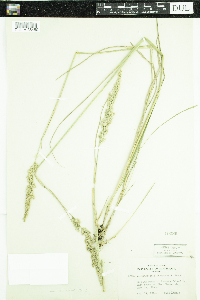 Calamagrostis stricta subsp. inexpansa image
