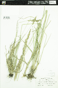 Calamagrostis stricta subsp. inexpansa image