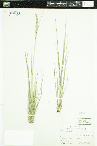 Calamagrostis stricta subsp. inexpansa image