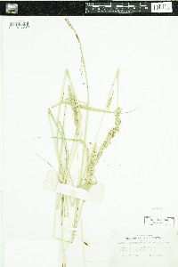 Calamagrostis stricta subsp. inexpansa image