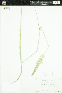 Calamagrostis stricta subsp. inexpansa image