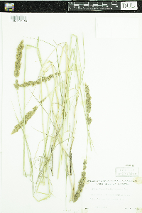 Calamagrostis stricta subsp. inexpansa image