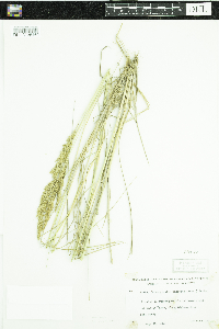 Calamagrostis stricta subsp. inexpansa image