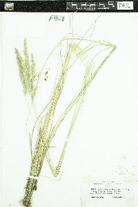 Calamagrostis stricta subsp. inexpansa image
