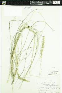 Calamagrostis stricta subsp. inexpansa image