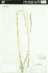 Calamagrostis stricta subsp. inexpansa image