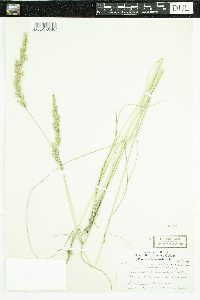 Calamagrostis stricta subsp. inexpansa image