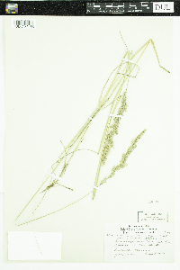 Calamagrostis stricta subsp. inexpansa image