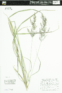 Thumbnail image of current specimen