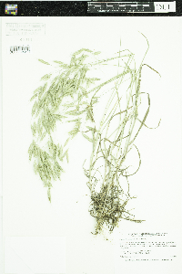 Bromus japonicus image