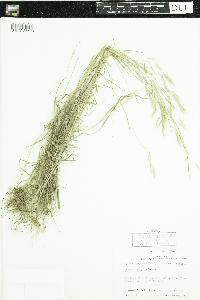 Bromus japonicus image