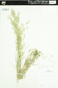 Bromus japonicus image