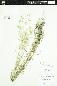 Bromus japonicus image