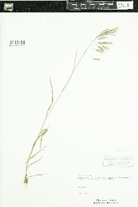 Bromus japonicus image