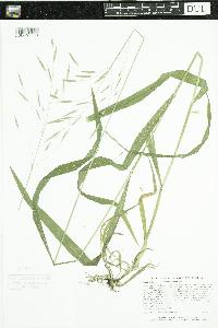 Bromus pubescens image